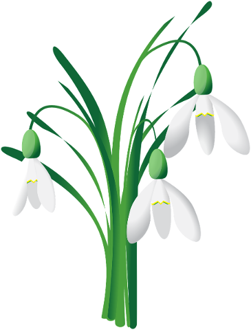 snowdrop-spring-flower-white-4809843