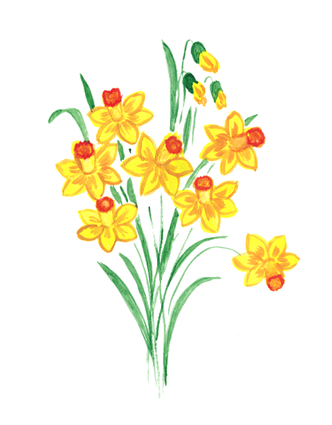 daffodil-daffodils-spring-flower-5917631