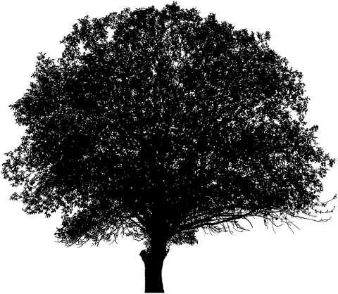 tree-landscape-silhouette-plant-5184549