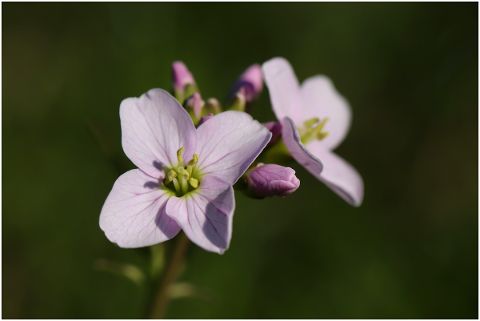 heath-orchid-cuckoo-flower-smock-5146135