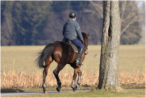 horseback-riding-horse-field-6055695