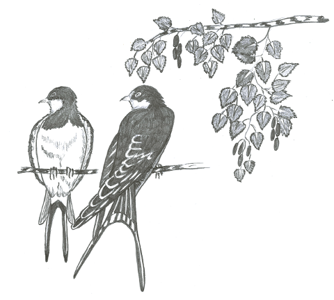 swallow-swallows-hand-drawing-birch-6920238