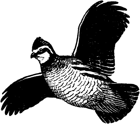 bobwhite-quail-bird-poultry-nature-4962561