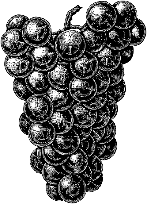 grapes-fruit-sketch-line-art-food-7290260