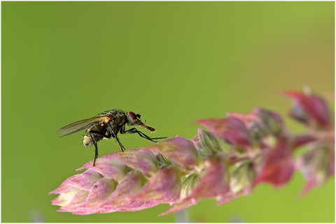 blossom-bloom-fly-insect-wing-6047246