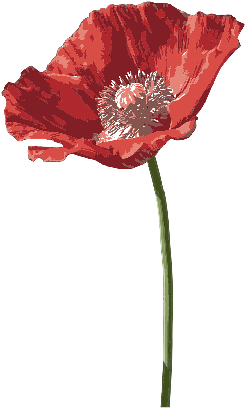 poppy-flower-red-simple-design-7331550