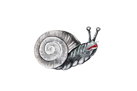 funny-cute-surreal-snail-humor-4779563