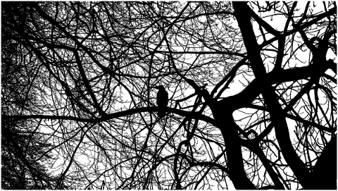 forest-crow-silhouette-trees-5081281