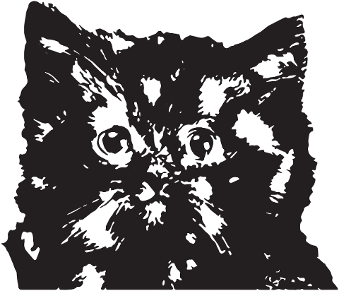 cat-kitten-feline-animal-pet-7149516