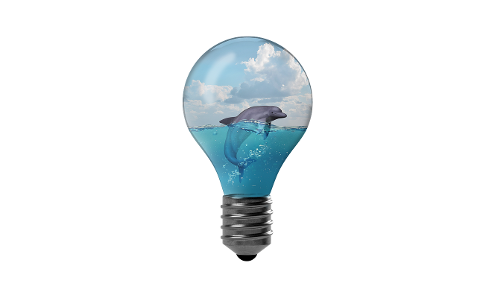 dolphin-water-environment-sea-4532487