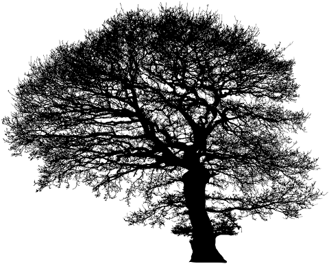 tree-trees-silhouette-plant-nature-4133374