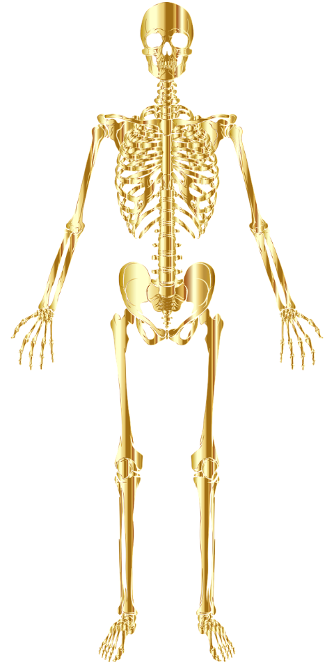 skeleton-bones-skeletal-6522597