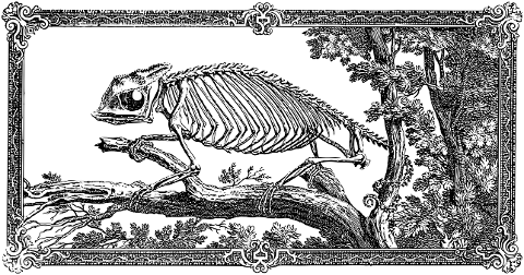 chameleon-chameleon-skeleton-reptile-7166246