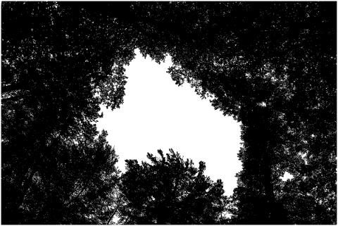 forest-trees-silhouette-branches-5142630