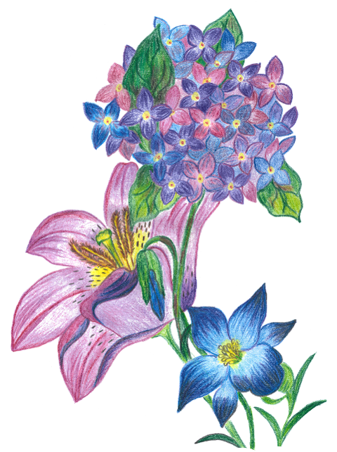 hydrangea-flowers-hand-drawn-8487539