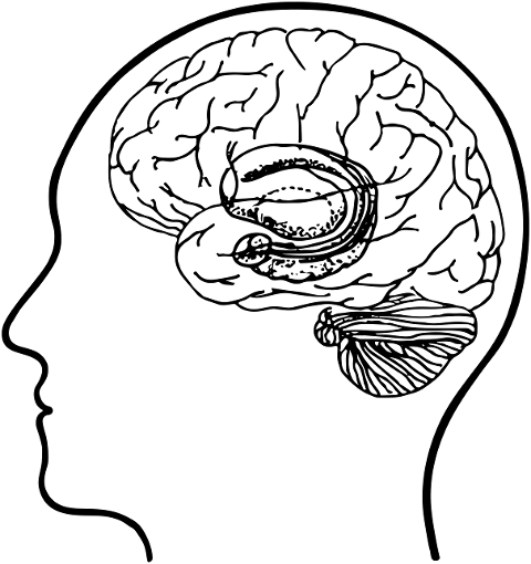 head-brain-organ-human-anatomy-8057159