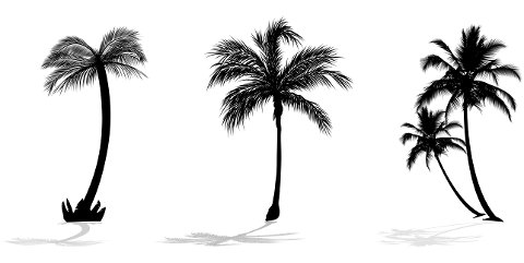 palm-trees-coconut-trees-7106111