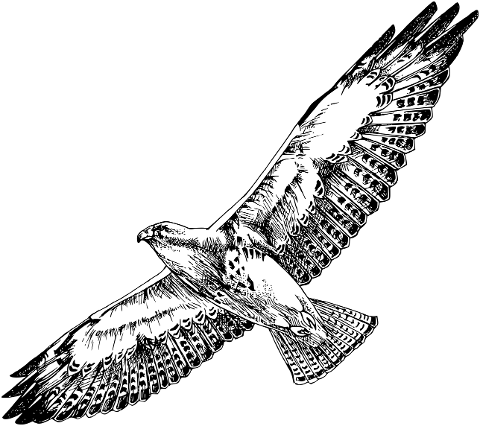 hawk-bird-animal-ornithology-8043703