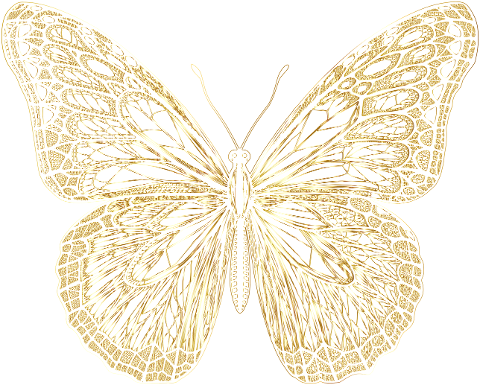 butterfly-insect-animal-flourish-9574672