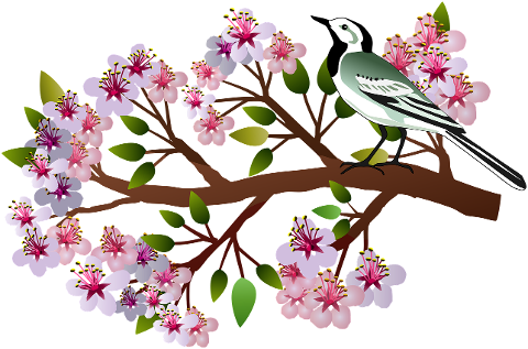 cherry-blossoms-bird-leaves-branch-7863573