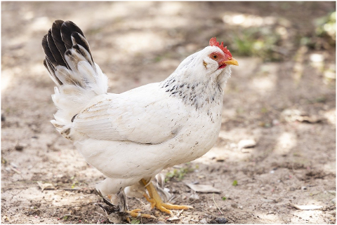 chicken-hen-rooster-farm-bird-6054136