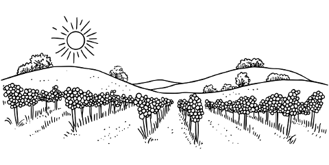 vineyard-field-the-cultivation-of-10028201