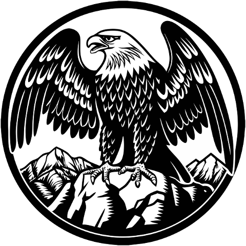 eagle-bird-predator-beak-9826498