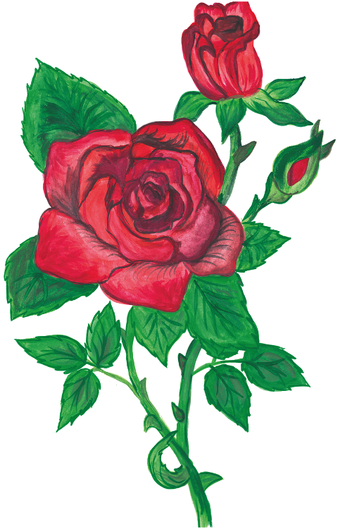 roses-watercolor-flowers-nature-8537341