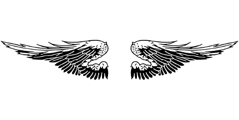 wings-bird-feathers-line-art-7679824