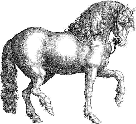 horse-animal-line-art-equine-5923460