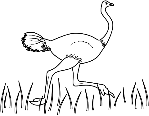 ostrich-bird-fauna-pens-animal-7696732