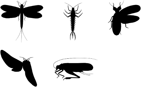 insects-bugs-animals-silhouette-7321575