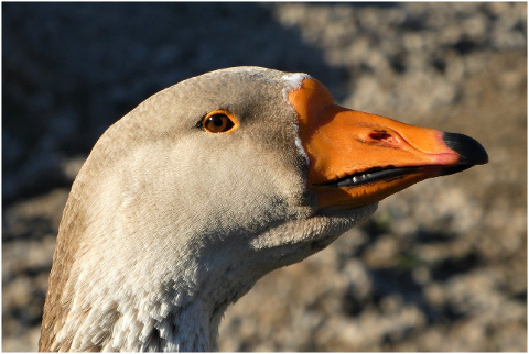 goose-bird-head-waterfowl-6059007