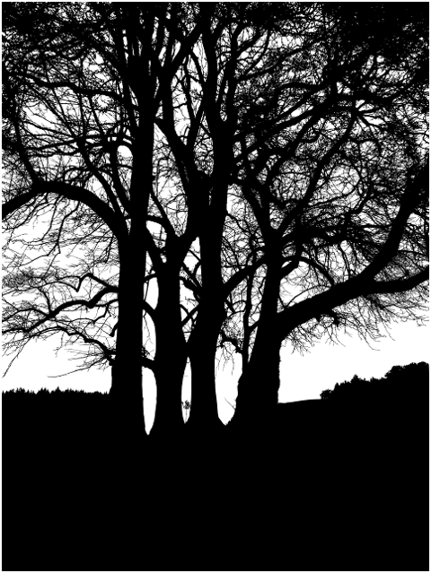 tree-silhouette-landscape-branches-6884236