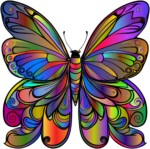 butterfly-insect-animal-wings-8188380