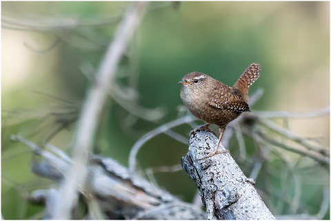 wren-bird-wood-perched-animal-6002068