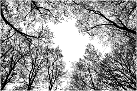 trees-canopy-silhouette-forest-5986778