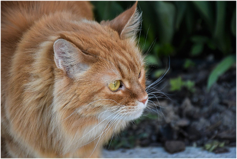 cat-pet-maine-coon-head-tabby-6132435