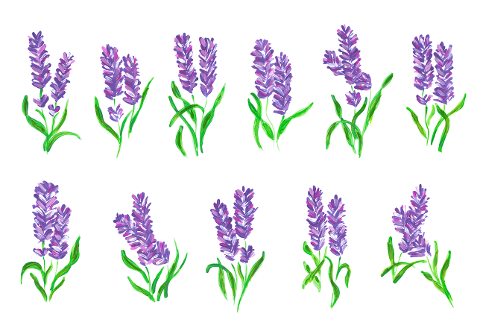 lavender-purple-flowers-watercolor-7678665