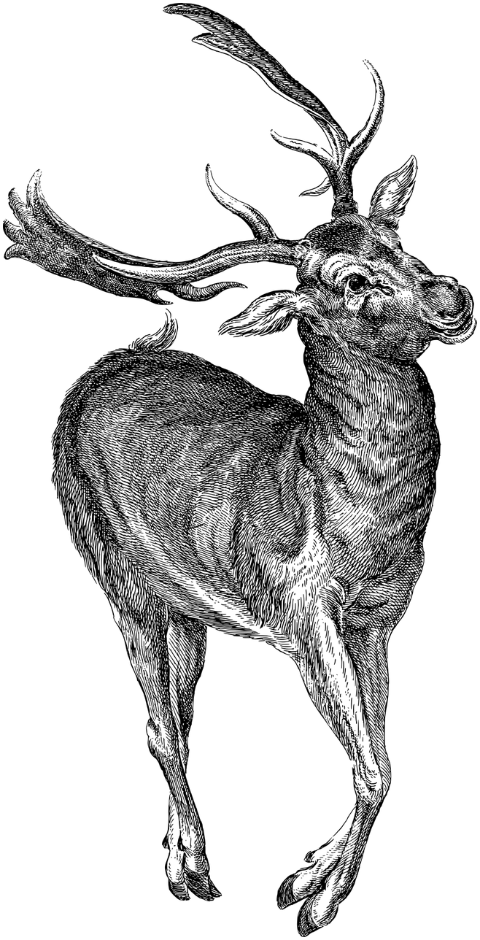 deer-buck-animal-antlers-line-art-8143894