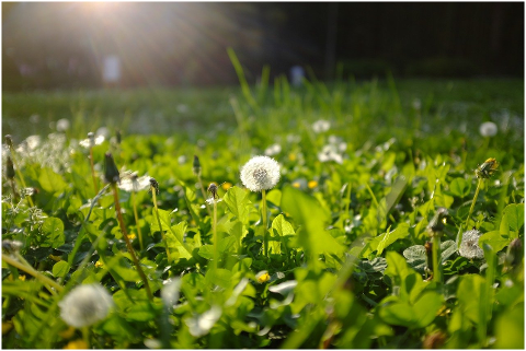 flower-macro-green-plant-spring-4116750