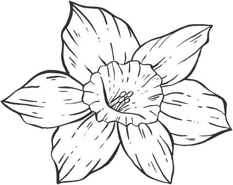 drawing-flower-nature-flora-7250858