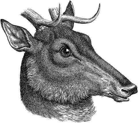 deer-animal-buck-line-art-vintage-7242741