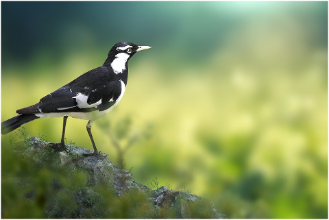 bird-australian-magpie-wildlife-6056753