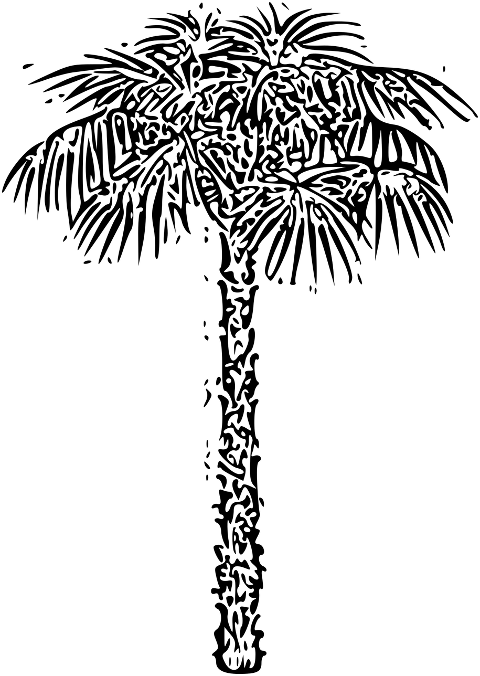 tree-palm-tree-coconut-tree-drawing-6857419