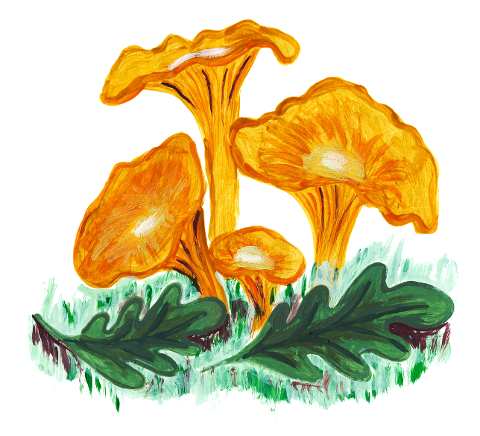 fungus-mushrooms-forest-6212173