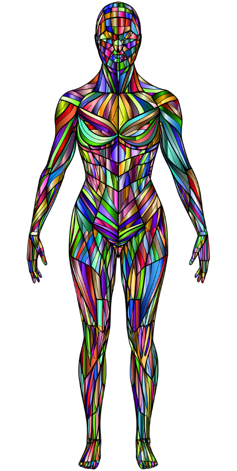 woman-body-human-biology-anatomy-9503628