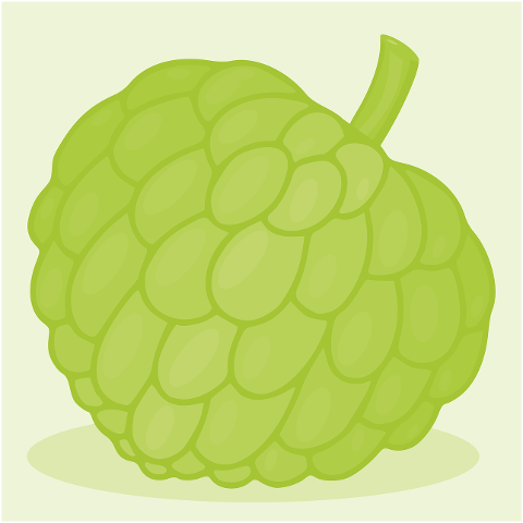 fruit-custard-apple-organic-drawing-7087053