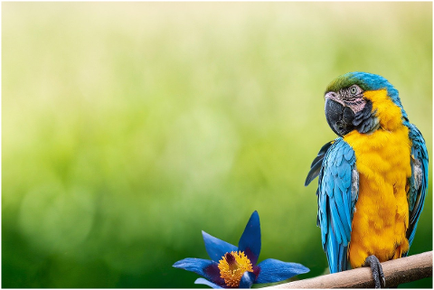 parrot-bird-beak-feathers-plumage-5954166