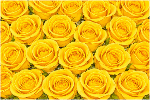 yellow-roses-rose-pattern-10138698